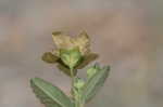 Arrowleaf sida